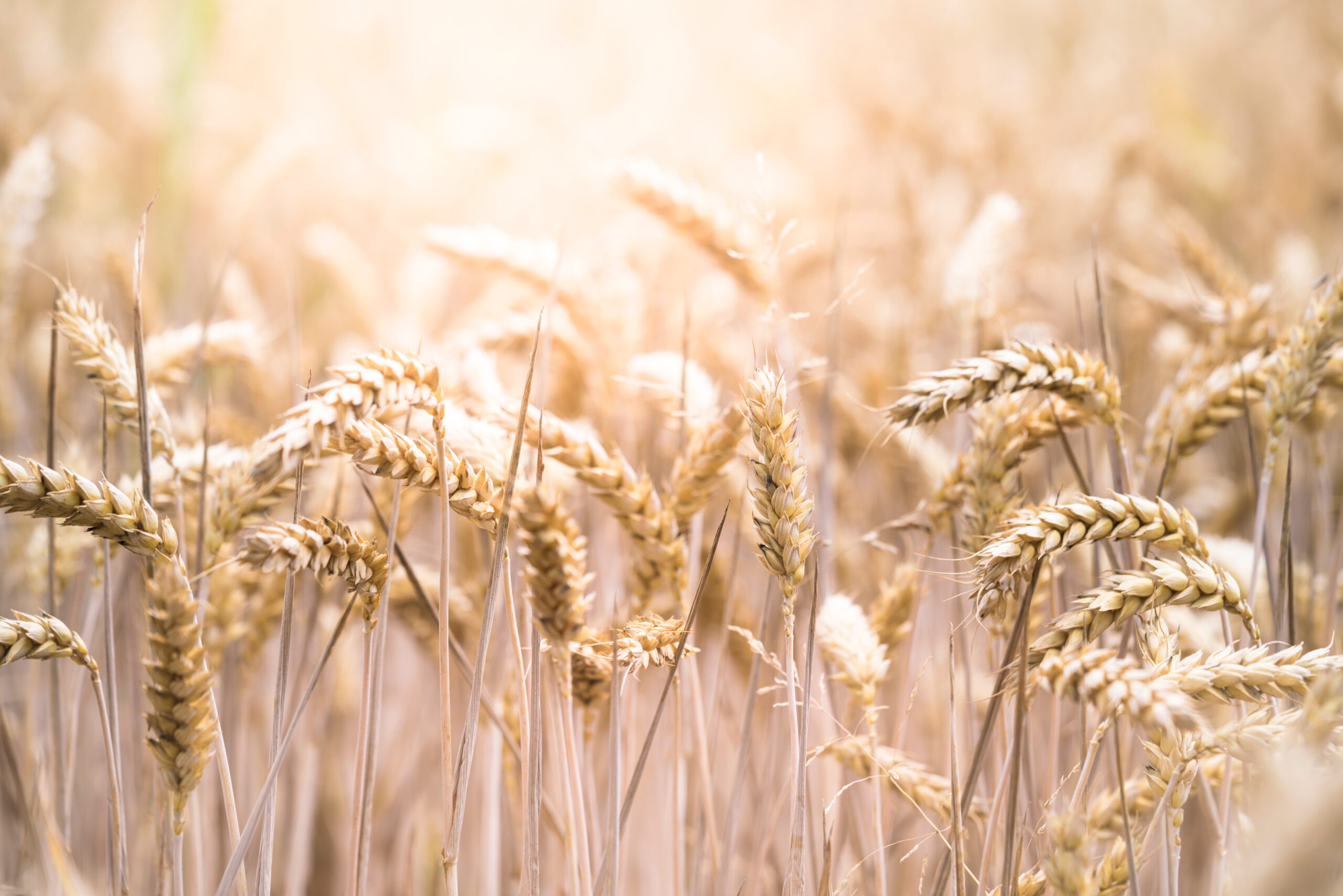 La UE impone il dimezzamento della produzione agricola in Pianura Padana e nelle Puglie. Povertà per gli agricoltori e fame per tutti