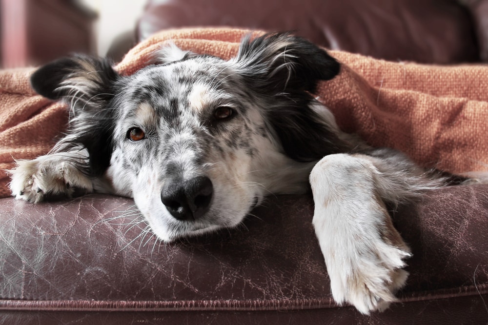 Cycas per il cane: perché è velenosa e cosa fare se la mangia